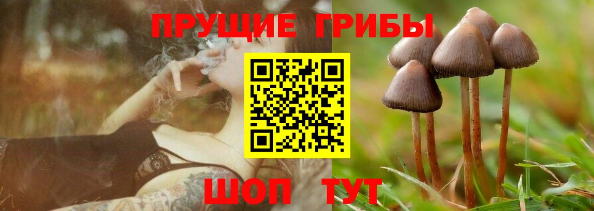 где купить наркоту  Псилоцибиновые грибы Cubensis  Вход с VPN  Советская Гавань 